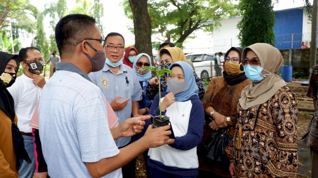 Bernilai Ekonomi Tinggi, Sulsel Jadikan Tanaman Porang Komoditi Ekspor