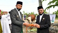 Gubernur Serahkan Sapi Kurban Milik Presiden ke Pemkab Jeneponto, Beratnya 1 Ton
