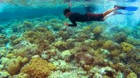 Wakatobi Masuk Nominasi Anugerah Pesona Indonesia 2020