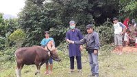 Wagub Sulsel Serahkan 1 Ekor Sapi Kurban untuk Warga Maipi Luwu Utara