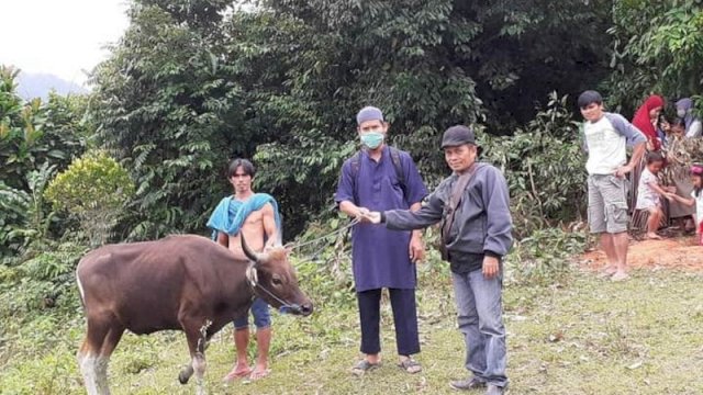 Staf Wagub Sulsel menyerahkan satu ekor sapi kurban untuk warga Desa Maipi, Kecamatan Masamba, Kabupaten Luwu Utara.