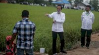Perintah Jokowi kepada Kementan: Segera Selesaikan Food Estate!