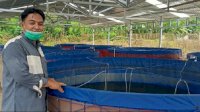 Ekonomi Pesantren di Sinjai Terbantu dengan Budidaya Lele Bioflok
