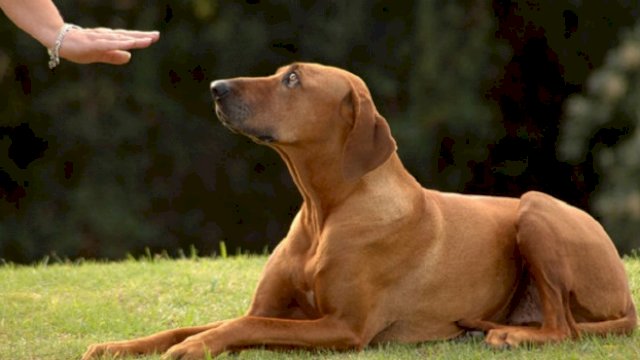 Ilustrasi anjing. &copy;Shutterstock/Anke van Wyk