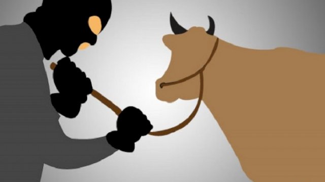 Sapi di Gowa Dicuri, Ditemukan Tinggal Tulang Belulang