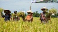 Produksi Padi di Lutra Meningkat Jadi 8,16 Ton per Hektar, Ini Rahasianya