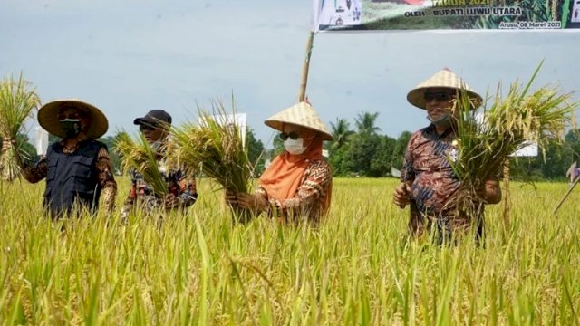 Bupati Luwu Utara Indah Putri Indriani saat panen perdana di Desa Arusu, Kec Malangke Barat, Kamis (8/4/2021).