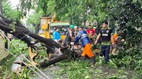 Belasan Pohon di Gowa Tumbang Akibat Hujan Lebat dan Angin Kencang