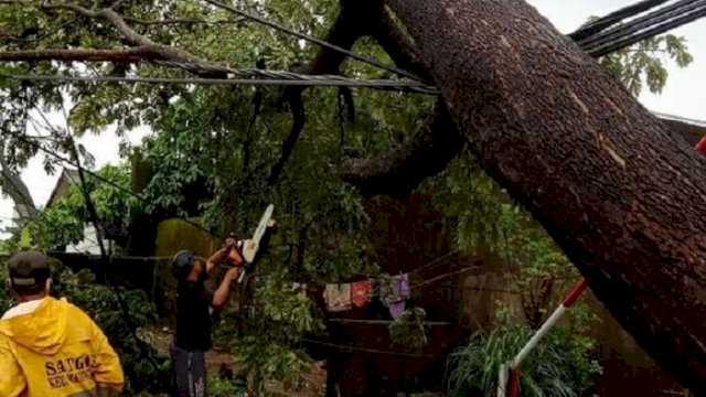 Petugas dari Dinas Lingkungan Hidup Makassar mengevakuasi pohon tumbang, Jumat (2/4/2021), akibat angin kencang. (int)