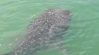Viral, Video Ikan Terbesar di Dunia Hiu Paus Muncul di Dermaga Barombong