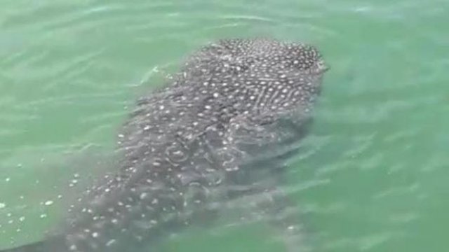 Hiu paus muncul di Dermaga Barombong, Makassar, dan sempat viral di medsos. (int)