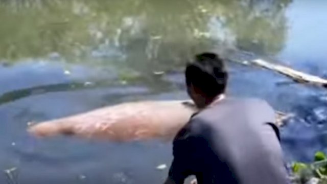 Ikan Duyung Ditemukan Terdampar di Parepare, Beratnya 2 Ton, Dilepaskan Kembali Usai Dirawat