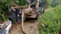 Geger! Usai Telan Anak Sapi, Ular Panjang 7 Meter Ditangkap Warga Maros