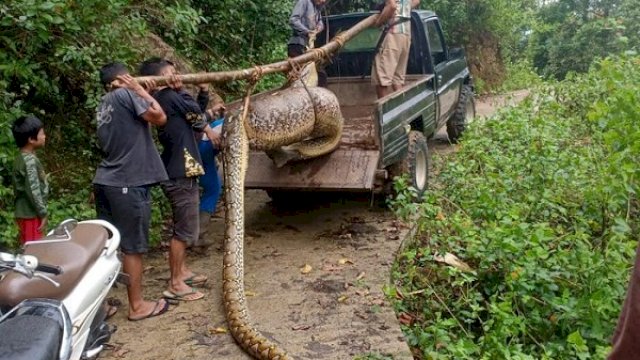 Penampakan ular sepanjang 7 Meter di Maros, saat diangkat ke mobil. (int)