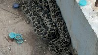Geger, Ular Sanca Sepanjang 4 Meter di Halaman Rumah Warga, Damkar Turun Tangan