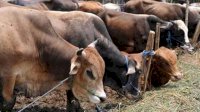 Jelang Idul Adha, Segini Harga Hewan Kurban di Gowa