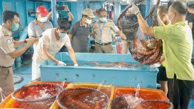 Di Tengah Pandemi, Selayar Ekspor Ikan Kerapu Hidup ke Hongkong