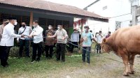 Mentan SYL Serahkan Sapi Kurban di Gowa, Beratnya 500 Kg