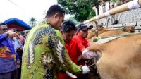 Tahun Ini, Pemkab Sinjai Target 8 Ribu Sapi Inseminasi Buatan
