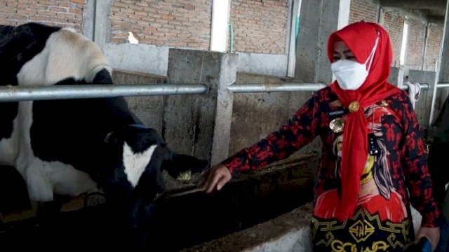 Kementan Datangkan 200 Ekor Sapi Perah di Gowa November Mendatang