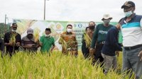Abdul Hayat Panen Perdana Padi Varietas M70D