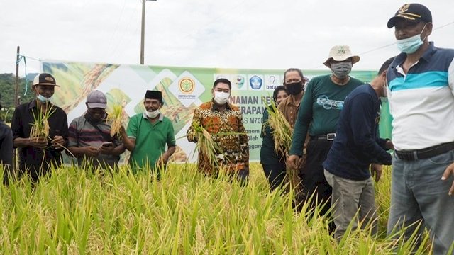 Abdul Hayat Panen Perdana Padi Varietas M70D