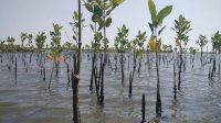 Hari Ini, Kolaborasi Penjaga Laut Makassar Tanam 2.800 Mangrove di Untia