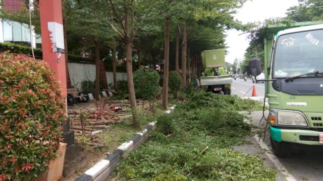 Menjelang musim hujan, DLH Makassar rutin memangkas pohon di sejumlah ruas jalan yang dinilai rawan tumbang. (int)