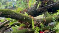 Pohon Tumbang Timpa 3 Pengguna Jalan: 1 Meninggal dan 2 Luka
