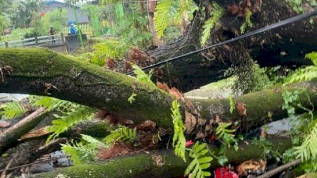 Pohon besar yang berada di jalan poros Gowa-Takalar tumbang dan menimpa pengguna jalan, Selasa (26/10/2021). (int)