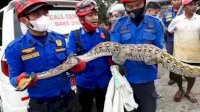 Ular Piton Ditemukan Sembunyi di Loteng Rumah Warga, Panjangnya 5 Meter