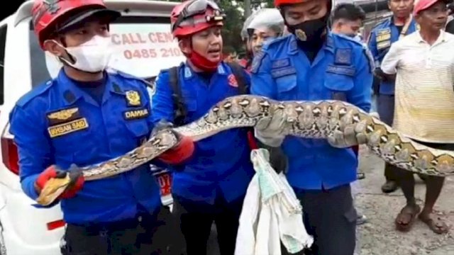Petugas Damkar mengamankan ular piton yang sembunyi di loteng rumah warga di Wajo. (Dok Istimewa)