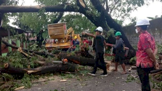 Belasan Pohon di Gowa Tumbang, Ini Instruksi Bupati Adnan