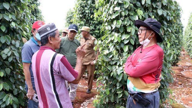 Lihat Potensi Lada, Tim STP Unhas Kunjungi Desa di Lutim