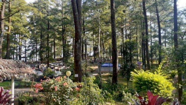 Hutan pinus di Malino, Gowa, yang menjadi salah satu tujuan wisata. (int)