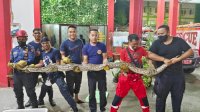 Bikin Geger! Ular Piton Sepanjang 5 Meter Muncul di Permukiman Warga Jongaya