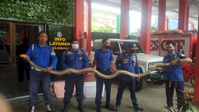 Geger, Ular Sanca Sepanjang Empat Meter Muncul di Teras Rumah Warga Tanggul Patompo