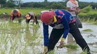 Ketua DPRD Makassar Tanam Padi Bersama Warga Lakkang