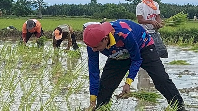 Ketua DPRD Makassar Rudianto Lallo melakukan tanam padi di Kelurahan Lakkang, Kota Makassar, Minggu (9/1/2022).