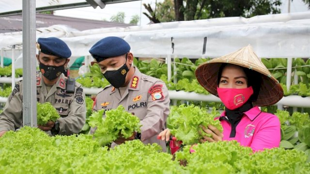 Satbrimob Polda Sulsel Panen Sayur Hidroponik dan Ikan Nila, Dibagikan ke Masyarakat