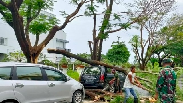 Sejumlah Pohon Tumbang di Makassar, Timpa Mobil dan Rumah Warga