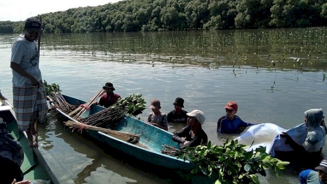 Cegah Abrasi, 39 Ribu Batang Mangrove Ditanam di Desa Marannu Maros