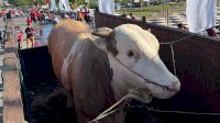 Dapat Sumbangan Sapi 1,4 Ton dari Warga Soppeng, Gubernur Jadikan Hewan Kurban Untuk Fakir Miskin