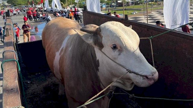 Dapat Sumbangan Sapi 1,4 Ton dari Warga Soppeng, Gubernur Jadikan Hewan Kurban Untuk Fakir Miskin