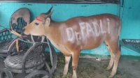 Idul Adha, Dokter Fadli Ananda Kurban Enam Ekor Sapi, Ini Lokasinya