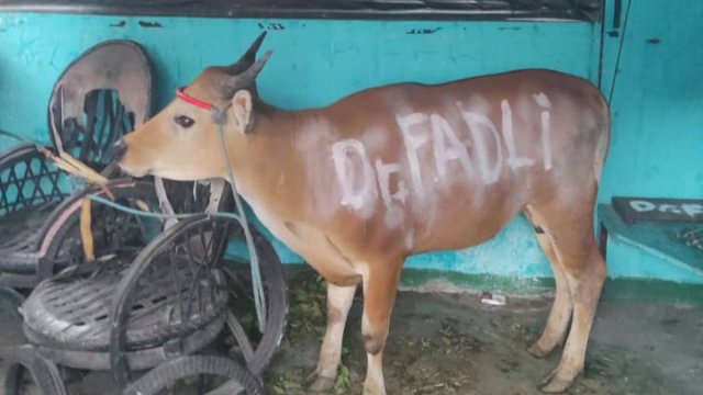 Sapi Kurban Dokter Fadly Ananda. 