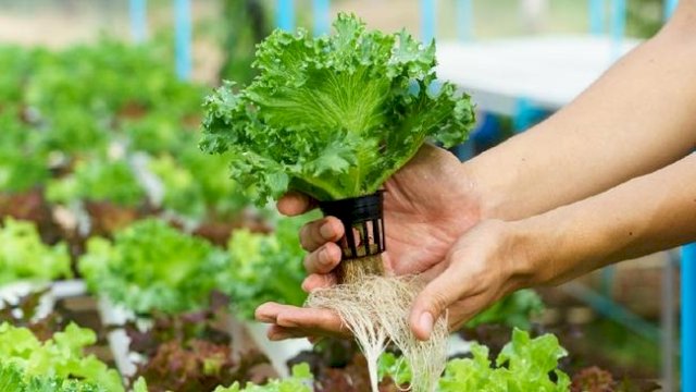 Ilustrasi: Tanaman sayur hidroponik. (int)