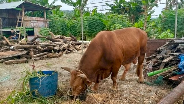 Presiden Jokowi Sumbang Sapi Kurban untuk Warga Selayar, Beratnya 1 Ton