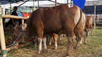 Data Sementara: Pemprov Sulsel Berkurban 16 Ekor Sapi dan 2 Kambing dari Berbagai OPD
