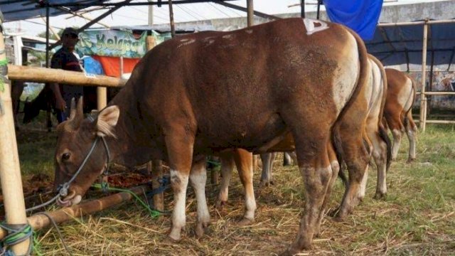 Data Sementara: Pemprov Sulsel Berkurban 16 Ekor Sapi dan 2 Kambing dari Berbagai OPD